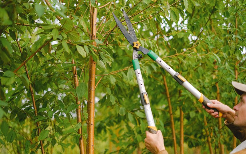 Tree trimming in Williamson, IA